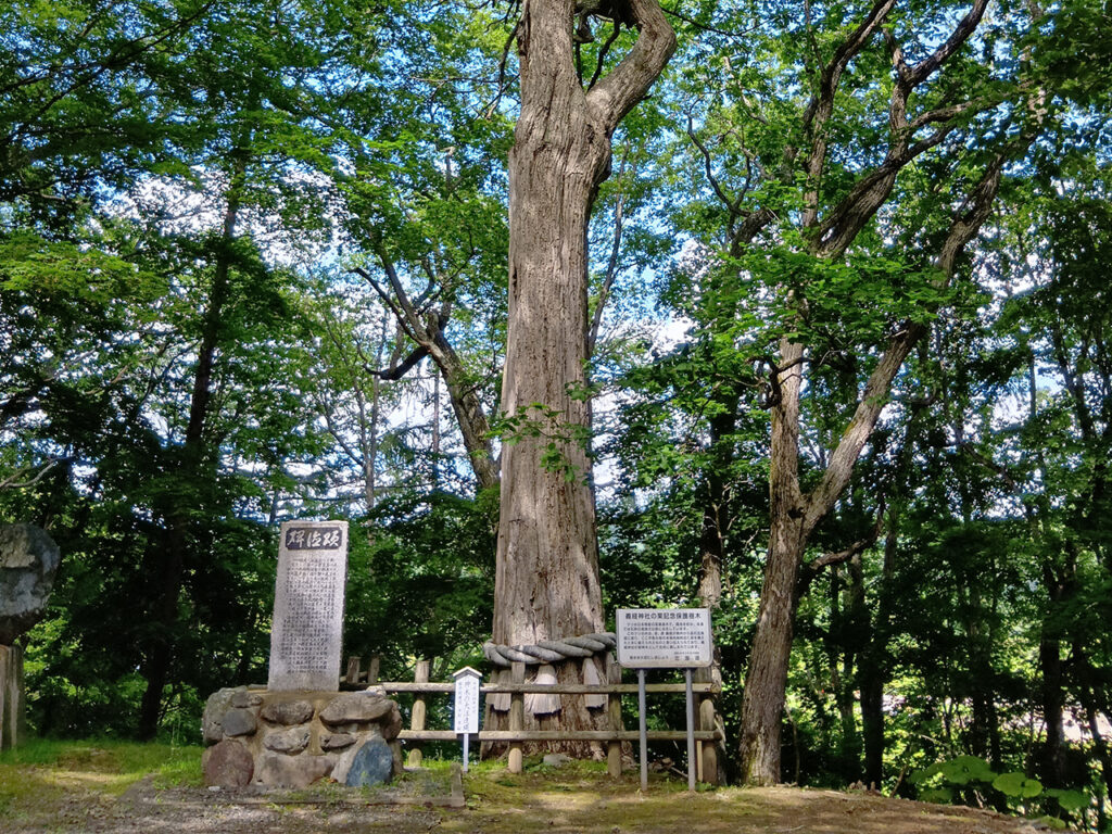 義経神社の御神木